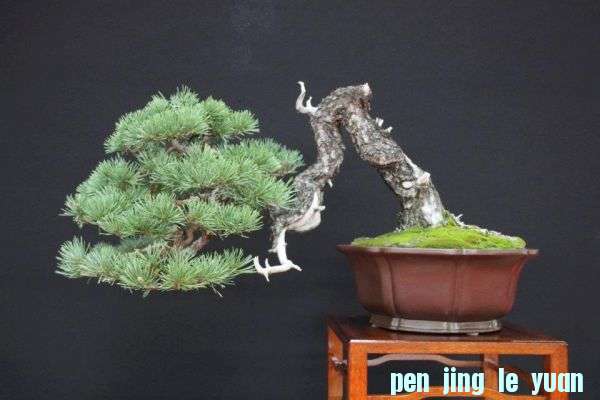 Festival International du Bonsai Saulieu 8 &amp.jpg