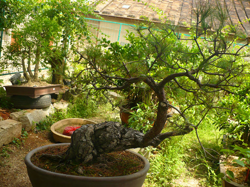P1020463_.jpg