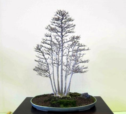 Meifu Ten 2012 021.jpg.thumb.jpg