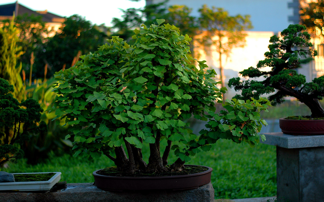 DSC_5525_1.jpg