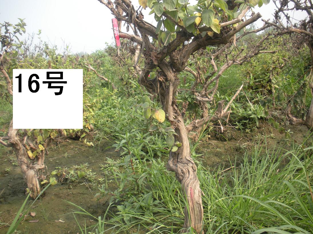 Ƭ 016.jpg
