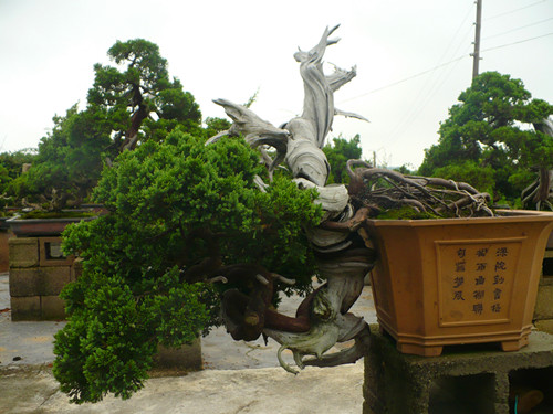 P1020408_.jpg