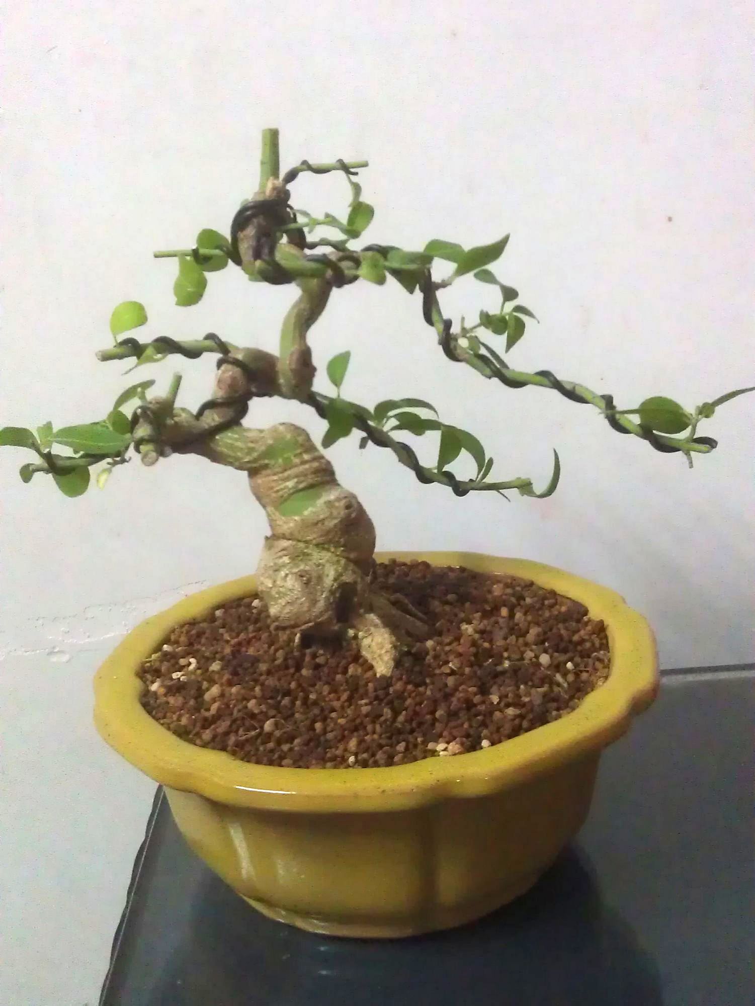 IMAG0107.jpg