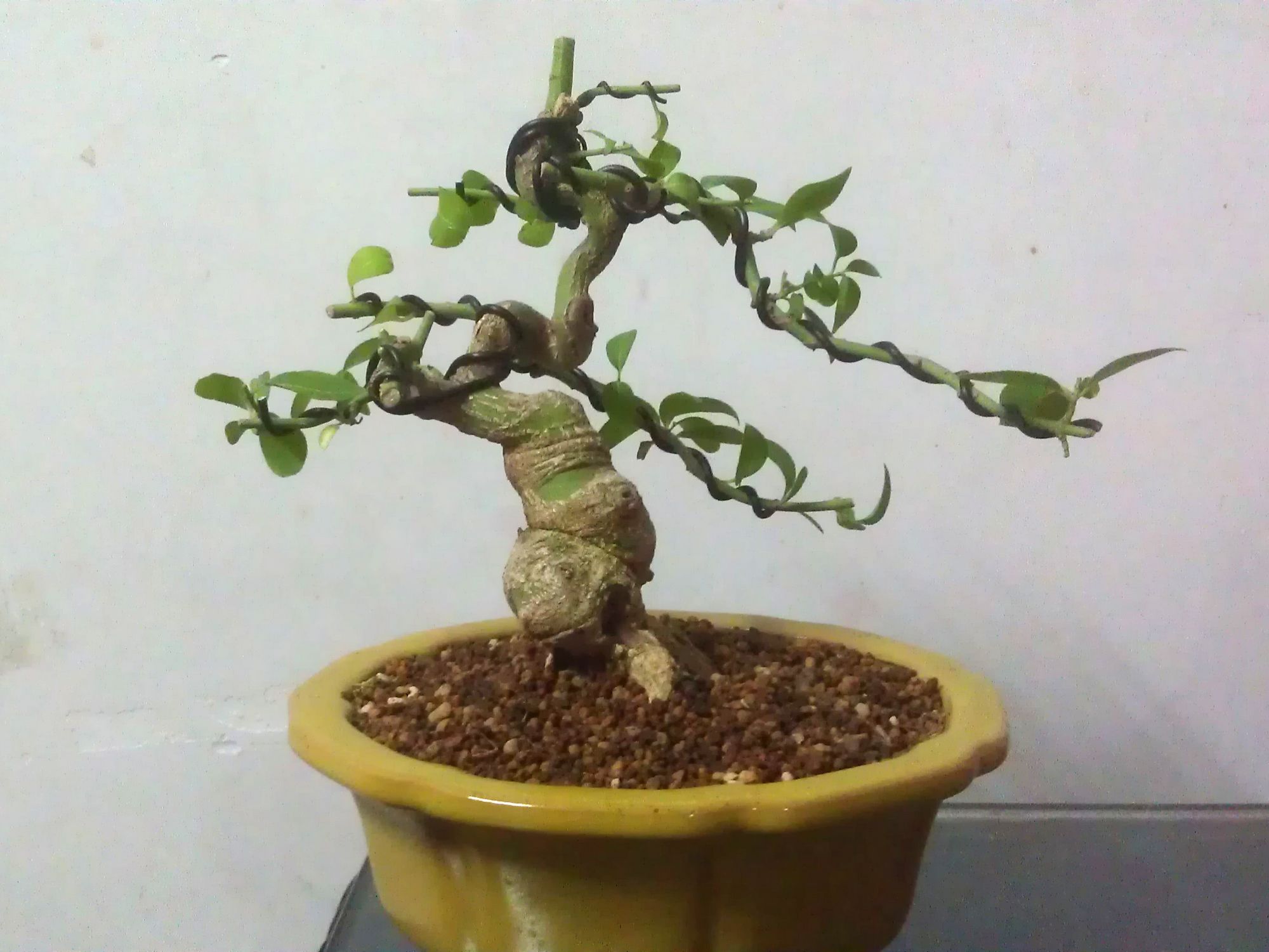 IMAG0105.jpg