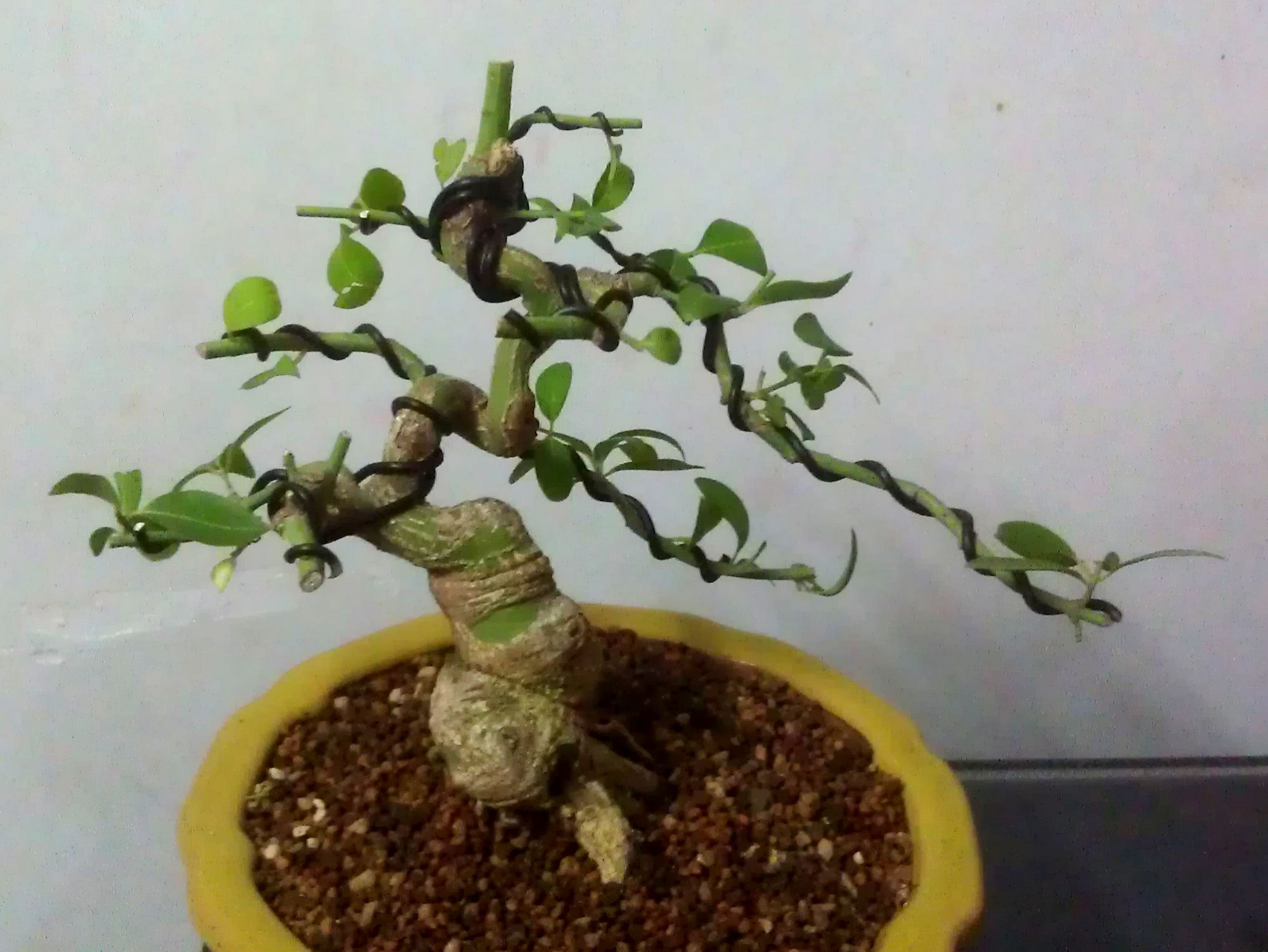 IMAG0106.jpg