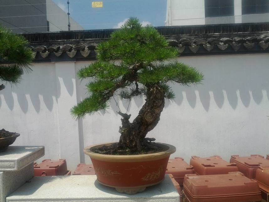 IMG_20120725_110811.jpg