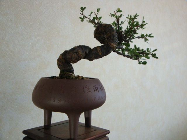 DSC09817.JPG
