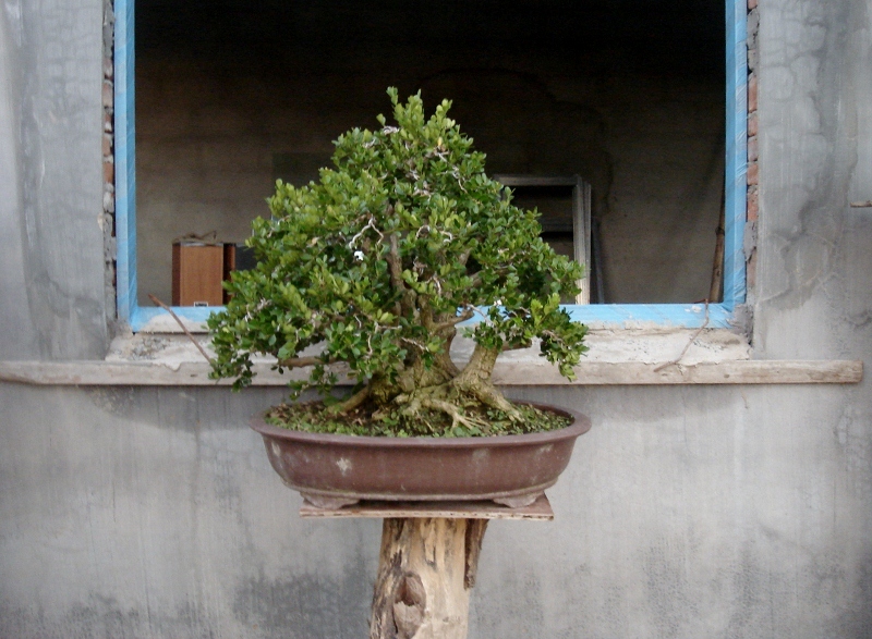 DSC06372 (800x587).jpg