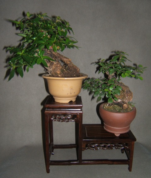 DSCF4223.JPG
