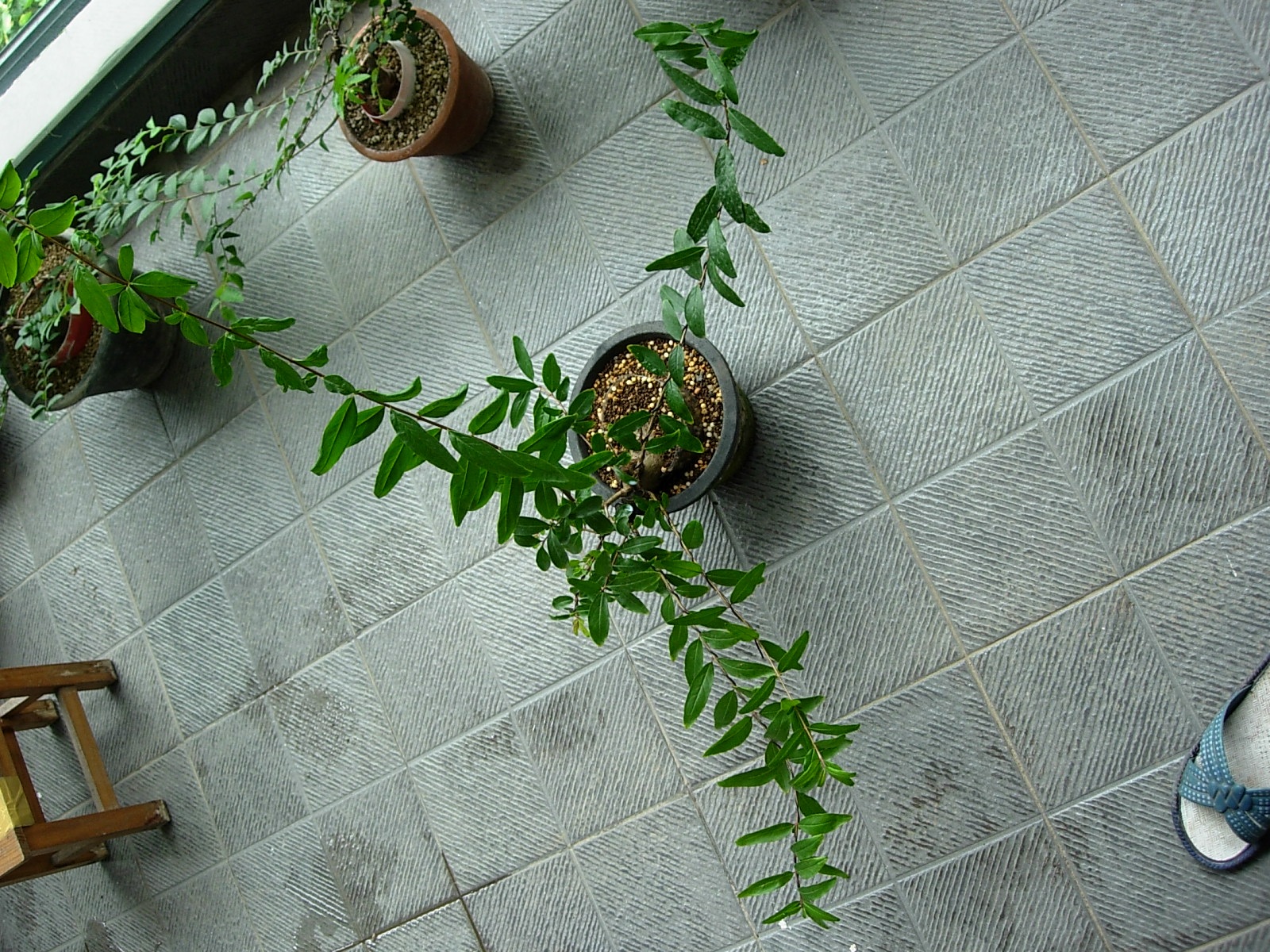 DSCN7980.JPG