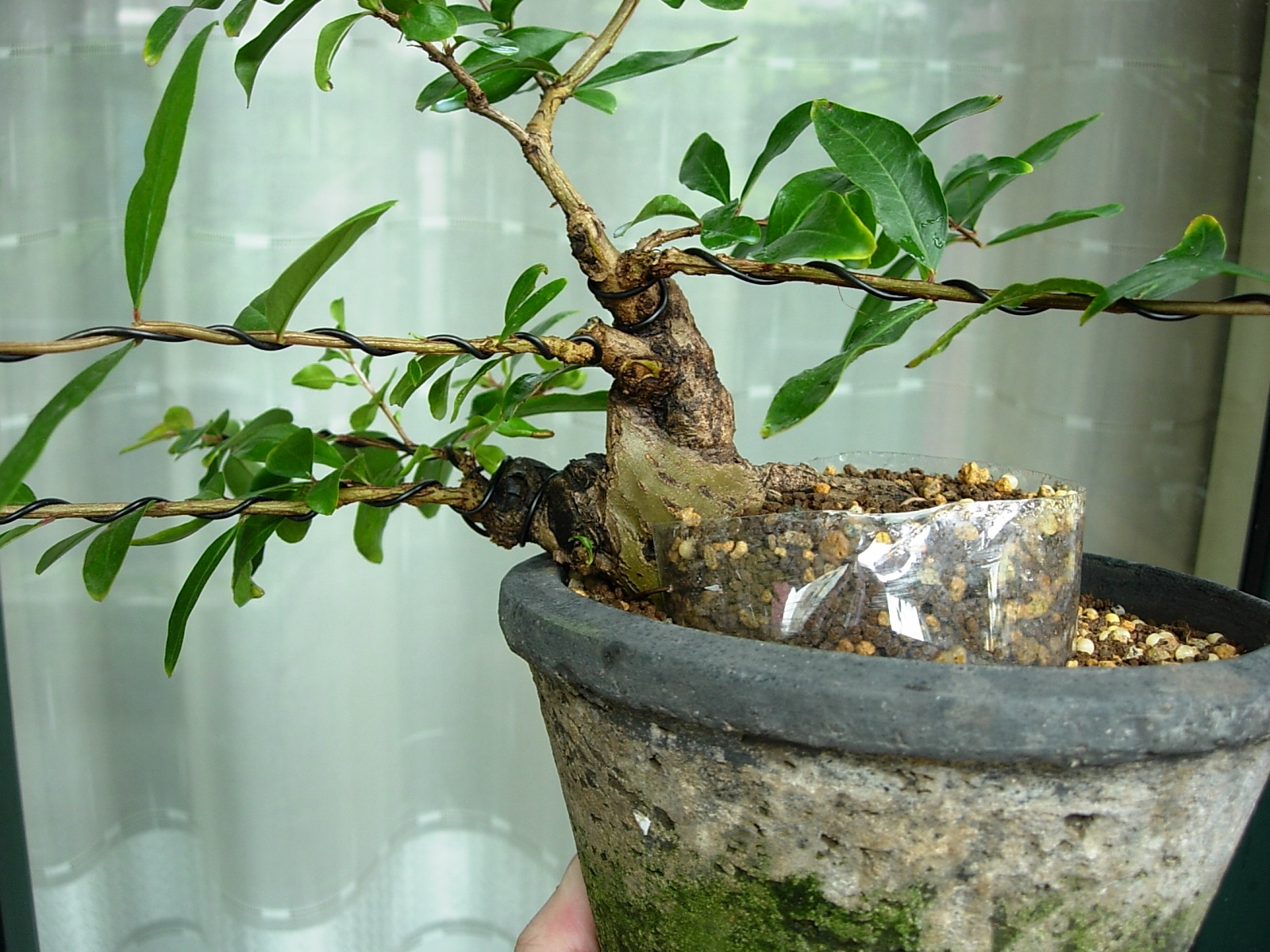 DSCN7981.JPG