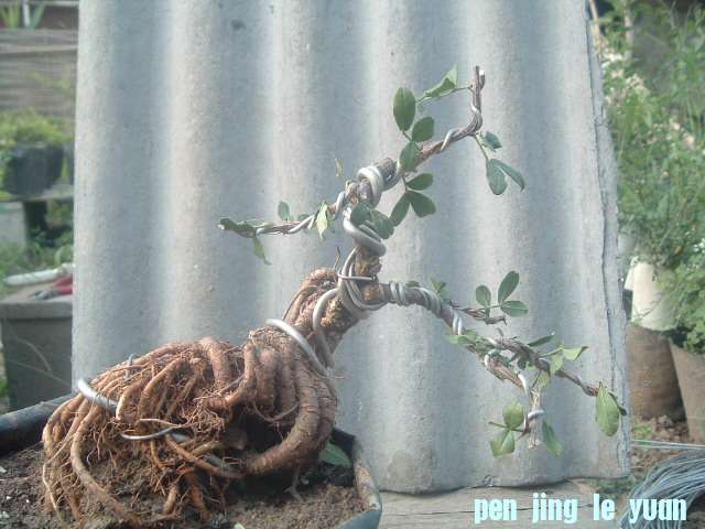 DSCF1039.JPG