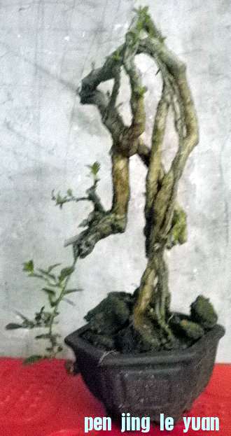 P1000007.JPG