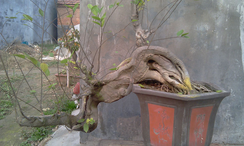 IMAG0994.jpg
