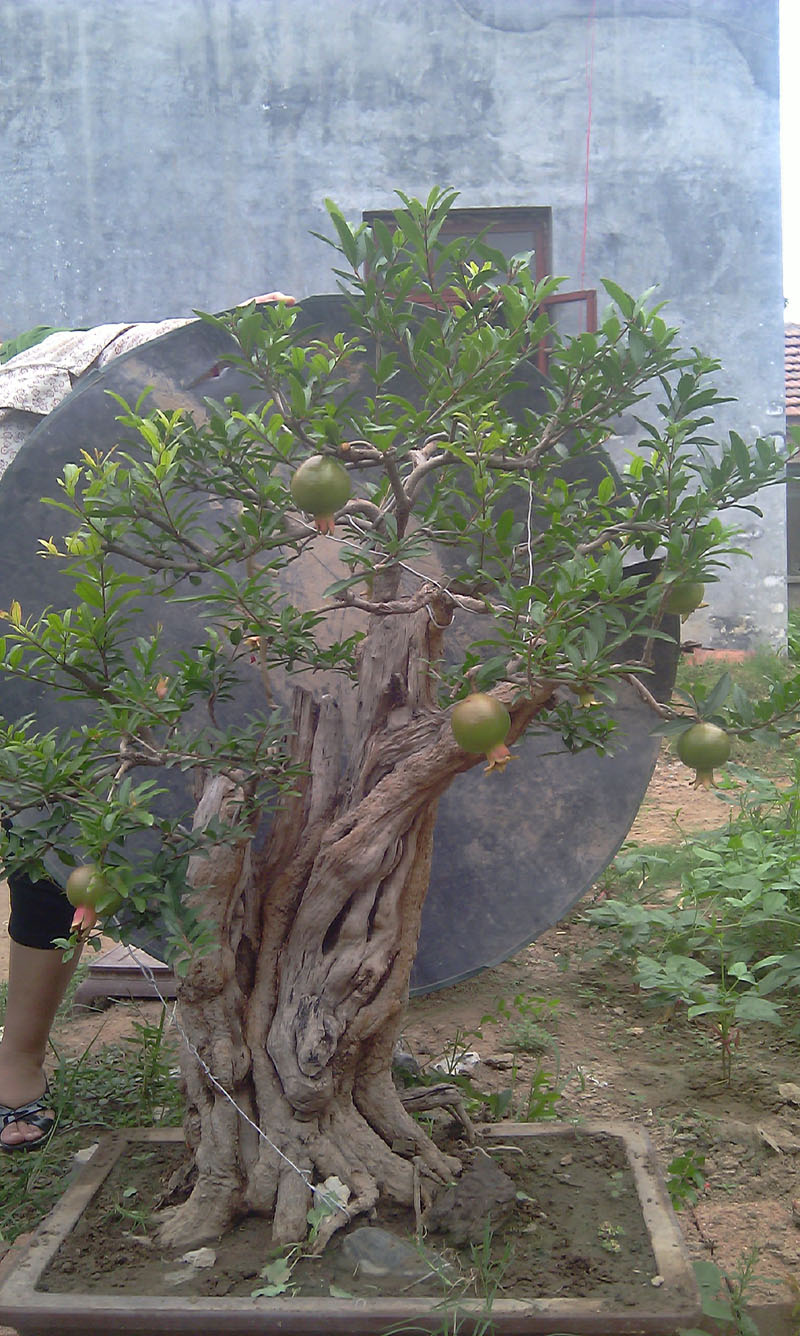 IMAG0711.jpg