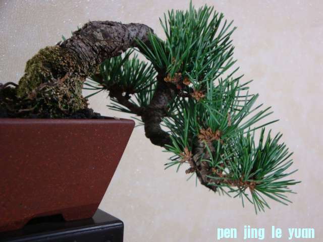 DSC09849.JPG