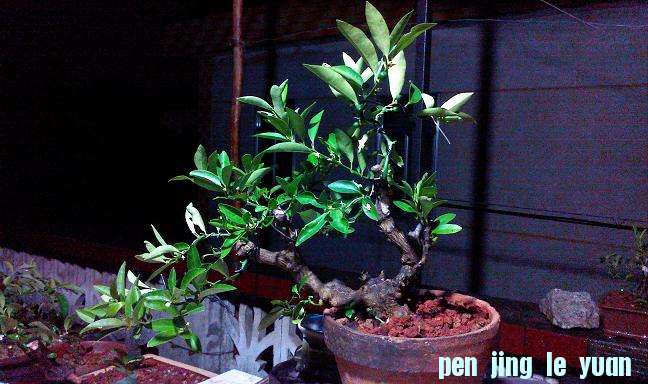 IMG0802195501.jpg