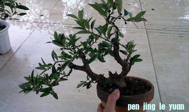 IMG0803171100.jpg