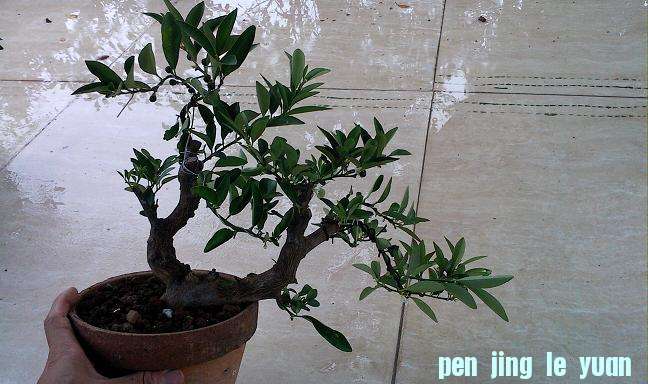 IMG0803171200.jpg