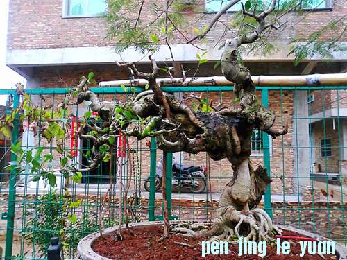 Ƭ1383_001_001_001_.jpg