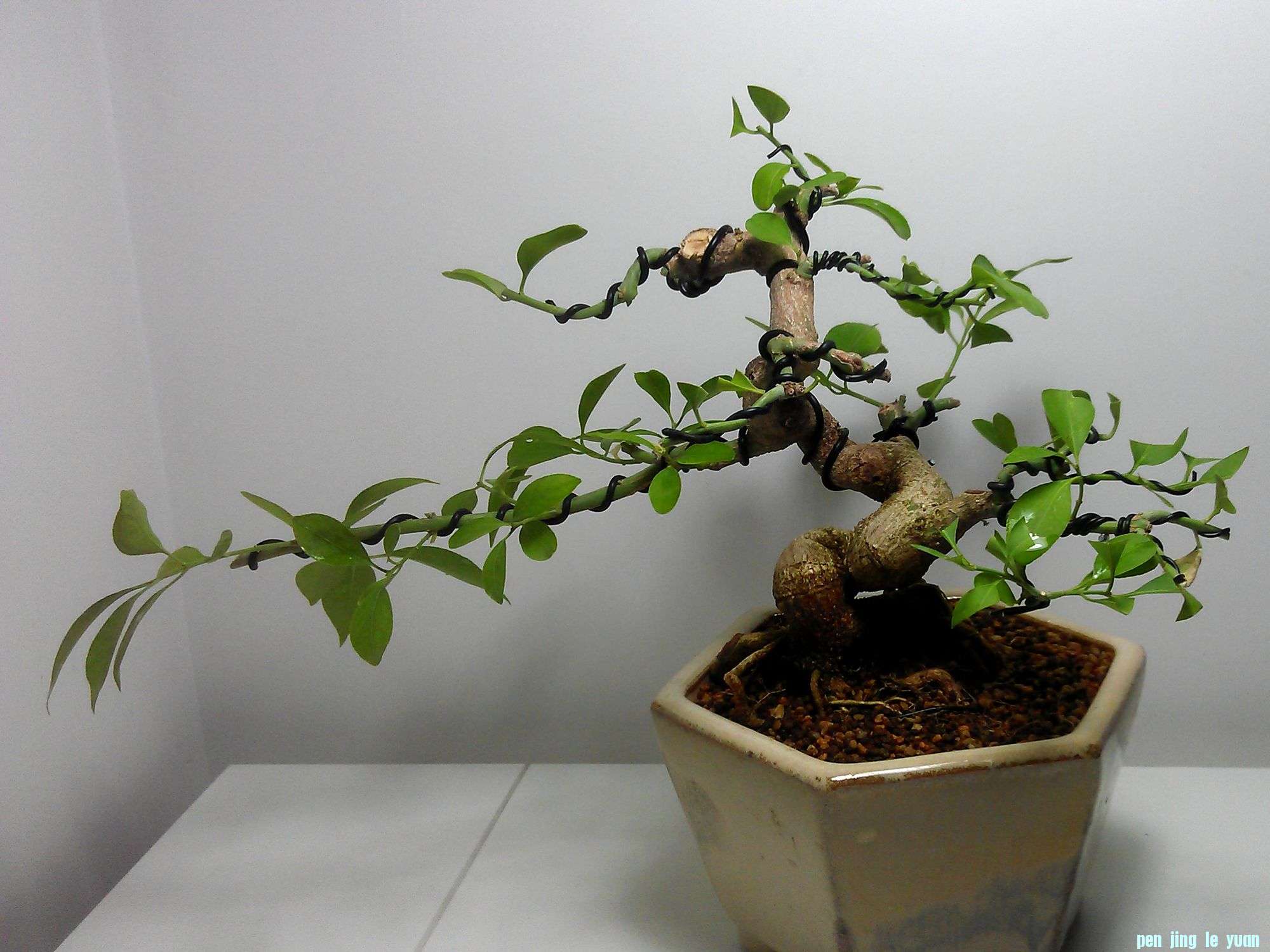 IMAG0123.jpg