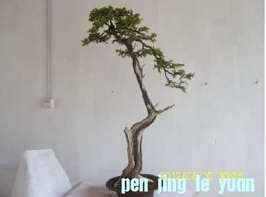`P_2$GS9G~@BU1S$D}T9X3L.jpg