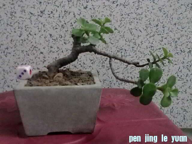 Сʯ裬Ч