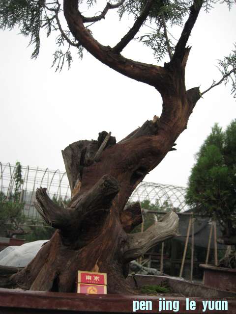 IMG_5511.JPG