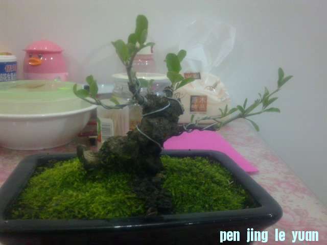 Ƭ 029.jpg