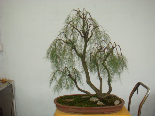DSC09302.JPG
