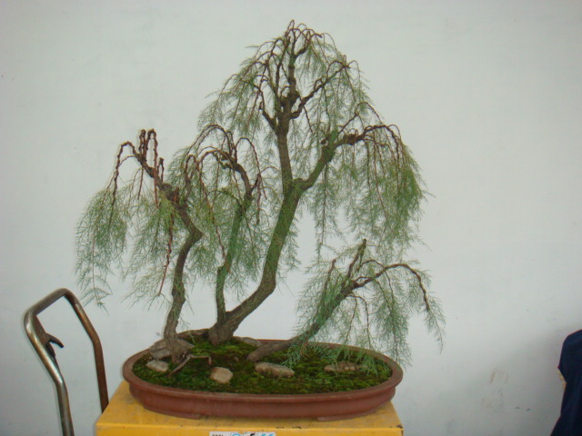 DSC09303.JPG