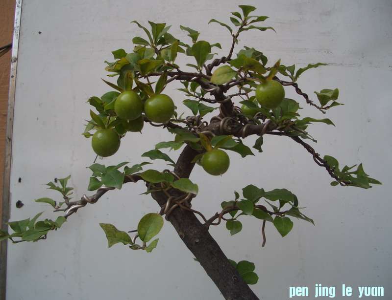 1%3,guo12,8,15.JPG