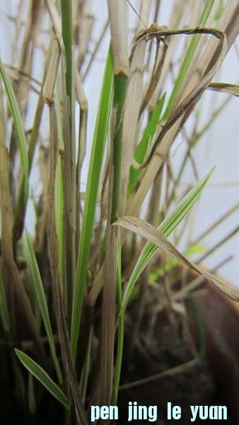 IMG_2557_С.JPG