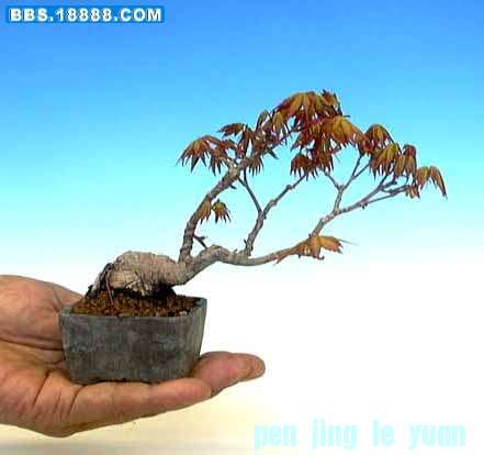 169_196673_2cb901d93c9af66.jpg