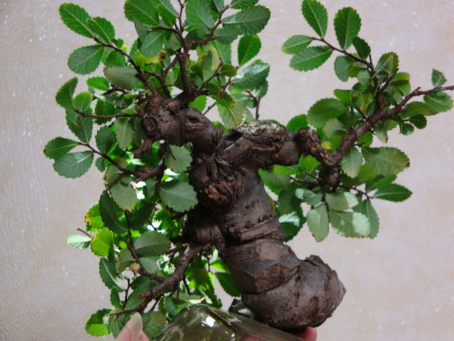 DSC09977.JPG