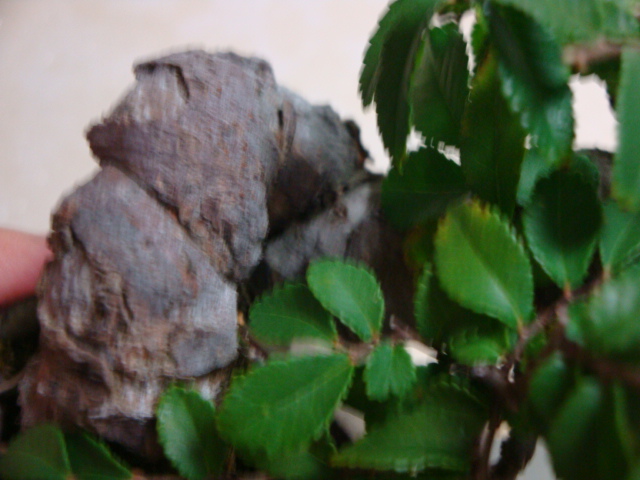 DSC09978.JPG