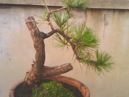 IMG0468A.jpg