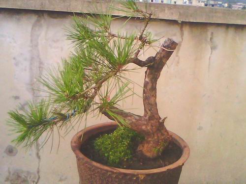 IMG0467A.jpg