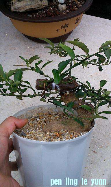 IMG0818165800.jpg