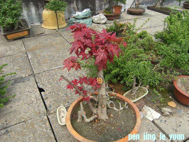 DSCF5785.JPG