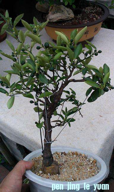 IMG0818170200.jpg