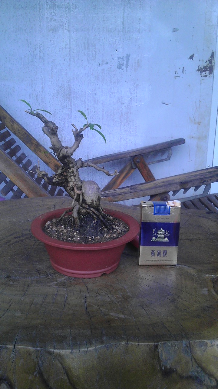 IMAG0658.jpg
