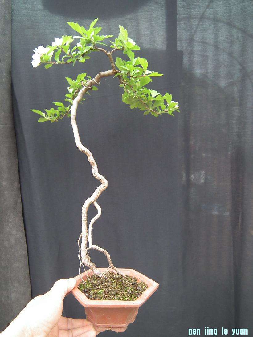 DSCF5536.JPG