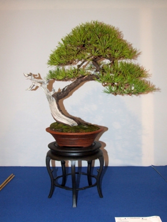 Noelanders Trophy XIII 2012 17c.jpg