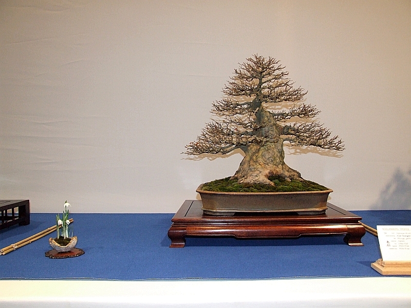 Noelanders Trophy XIII 2012 30b.jpg