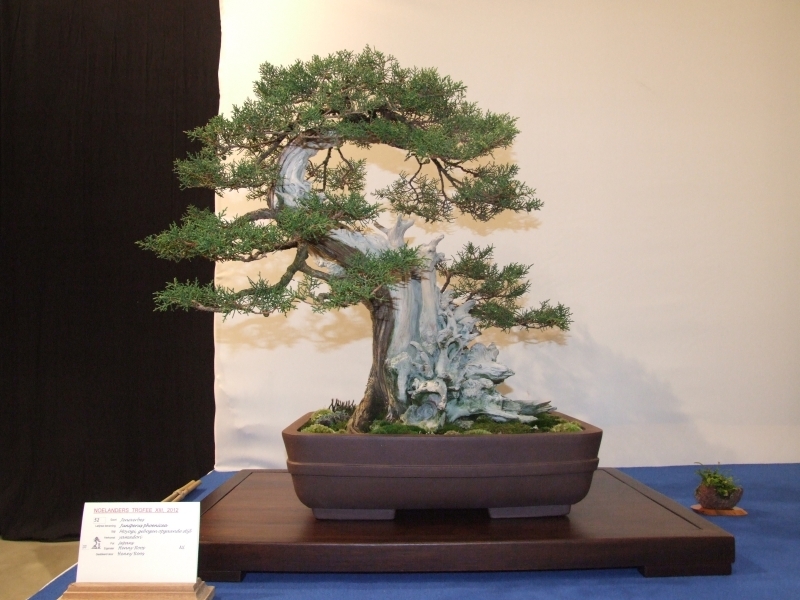 Noelanders Trophy XIII 2012 37b.jpg