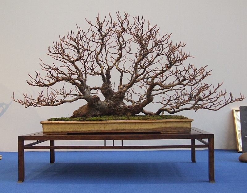 Noelanders Trophy XIII 2012 48g.jpg