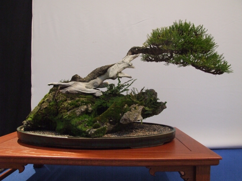 Noelanders Trophy XIII 2012 64c.jpg