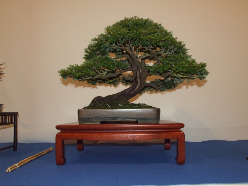 Noelanders Trophy XIII 2012 73b.jpg