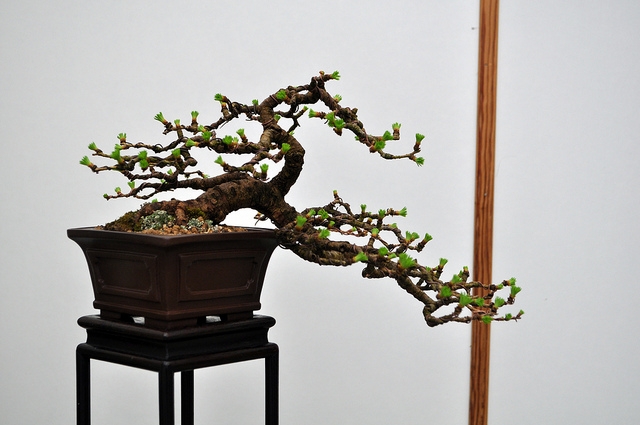 BSA 6th annual exhibition march 2012 157.jpg